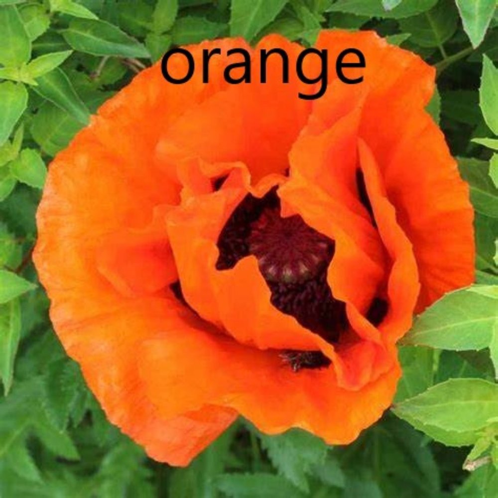 Happy poshing to you!
